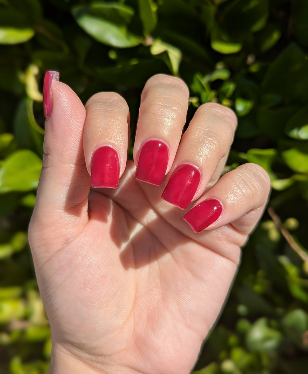 Lollipop Logic (Gummy) (Gel)