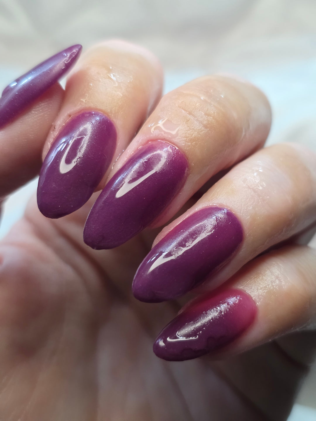 Reindeer Wishes (Temp)