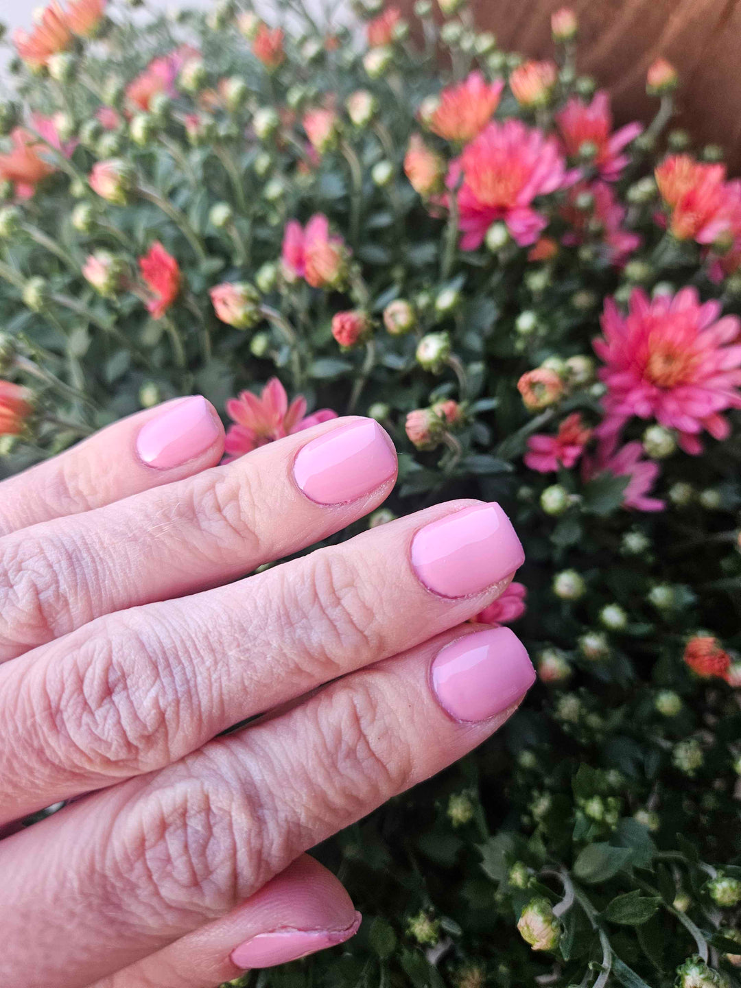 Prune It Up (All-In-One-Gel)