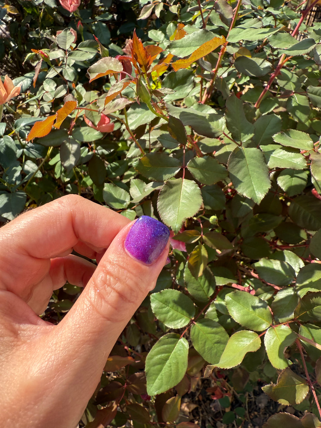 Enchanted Chill (Temp)