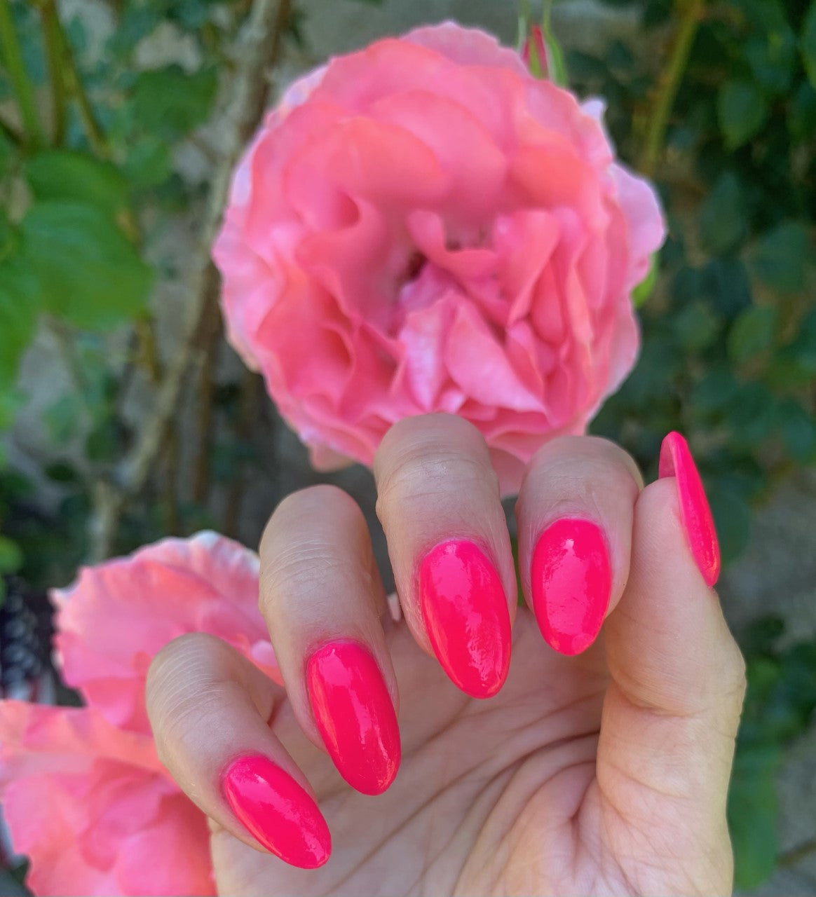PARADIGM PINK